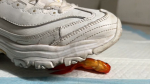 萌棠斯凯奇金鱼画-97LZTD-8343095