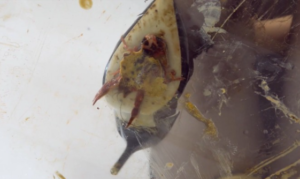 病娇女青泽高跟黑丝Crush小龙虾 特写-97LZTD-36104