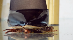 病娇女青泽高跟黑丝Crush小龙虾 特写-97LZTD-36104