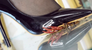 病娇女青泽高跟黑丝Crush小龙虾 特写-97LZTD-36104